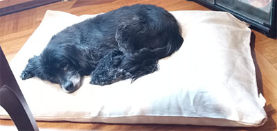 Hundekissen